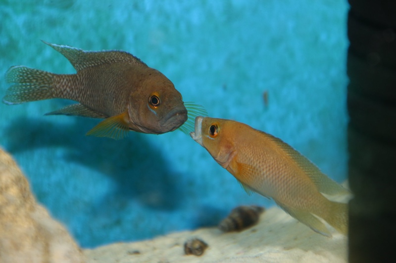 Neolamprologus niger 'Kiriza'